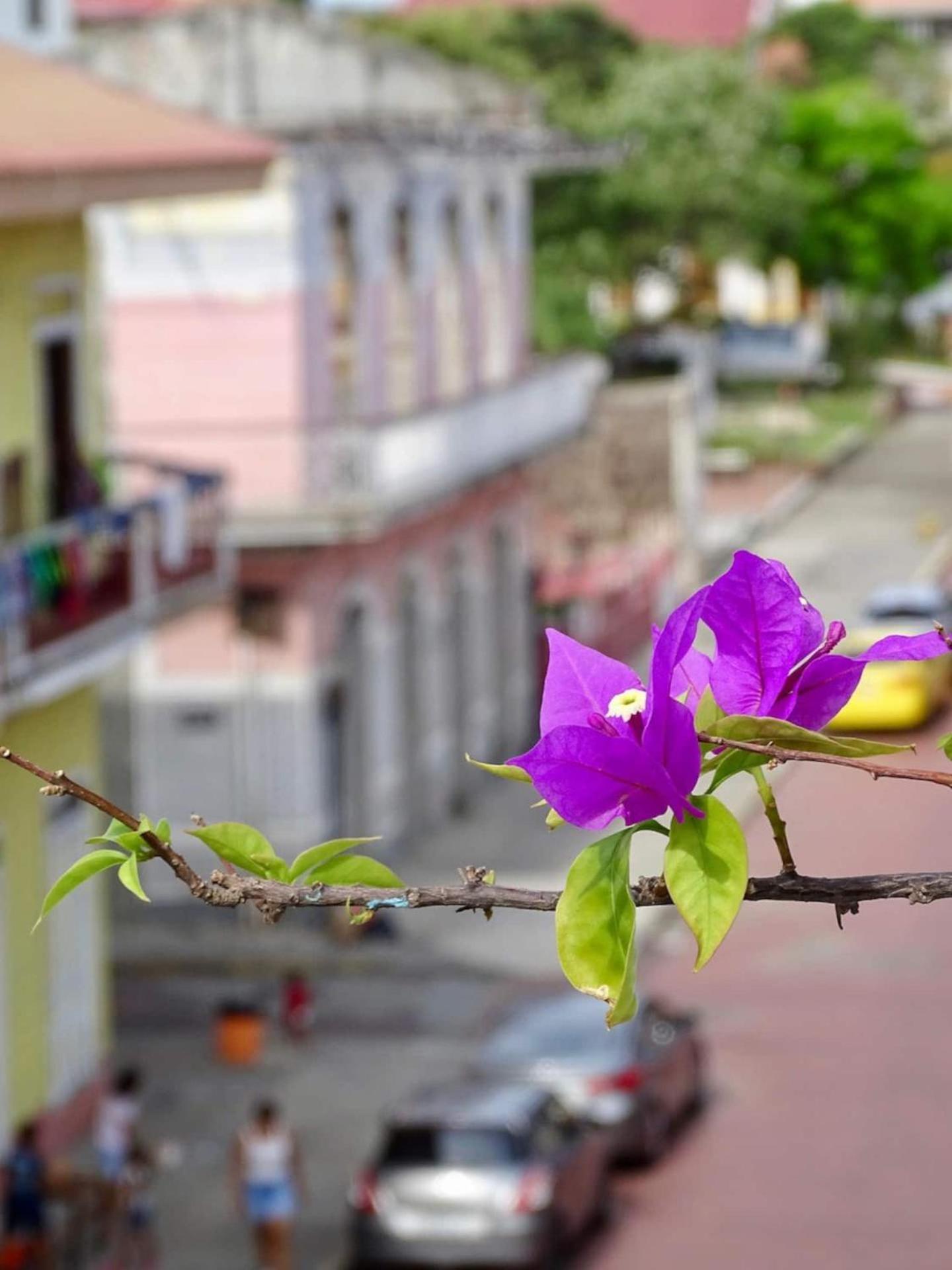 Bocas Style Apartment - Casco Viejo Панама Сити Екстериор снимка